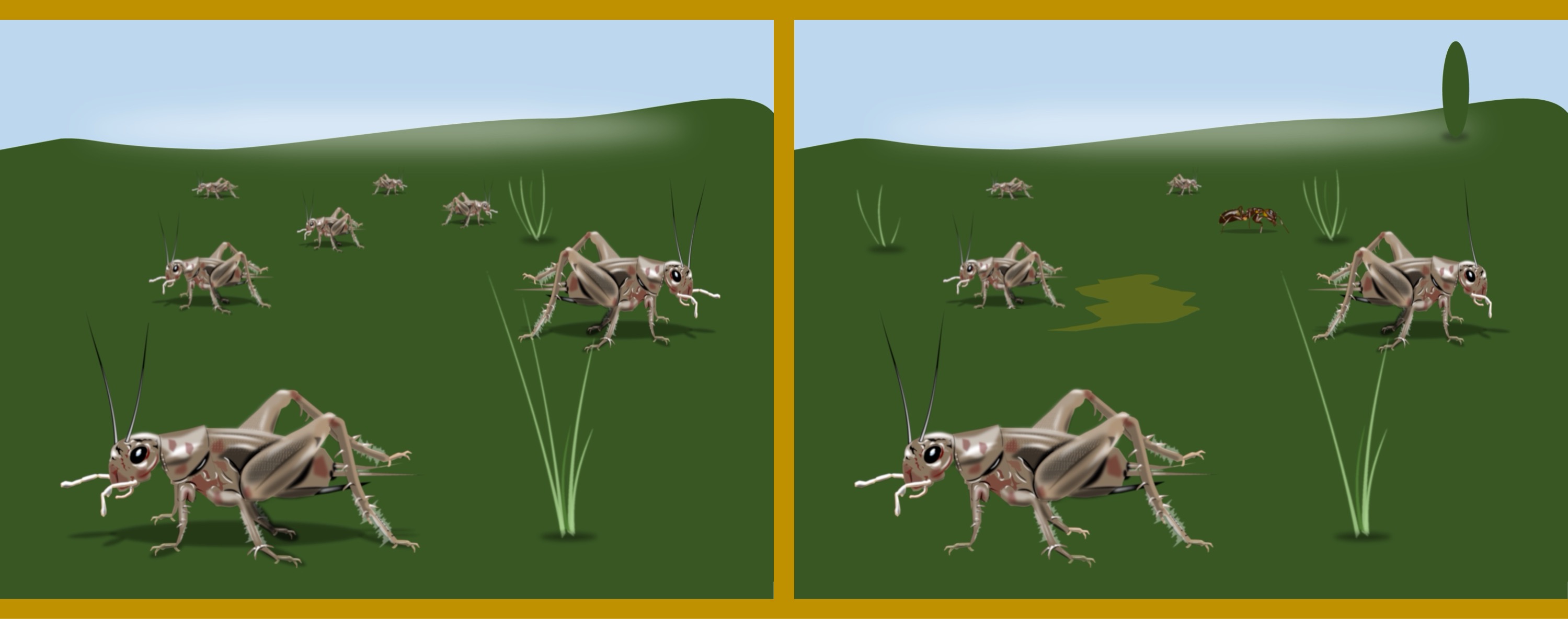 Grashüpfer/grasshoppers - Finde 10 Änderungen im rechten Bild. / Find 10 changes in the right picture.