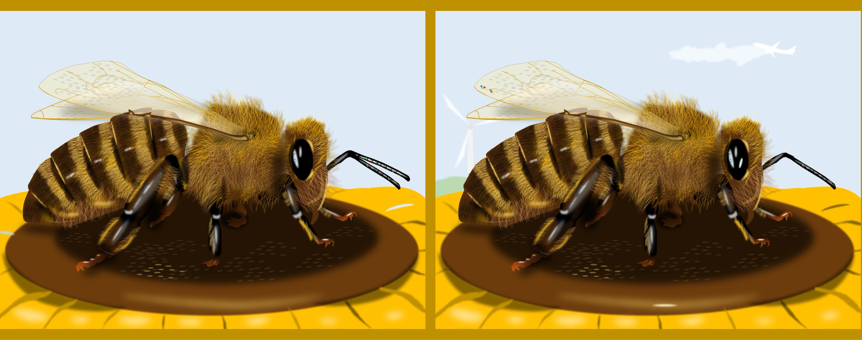 Biene/bee - Finde 10 Änderungen im rechten Bild. (anspruchsvoll) / Find 10 changes in the right picture. (challenging)