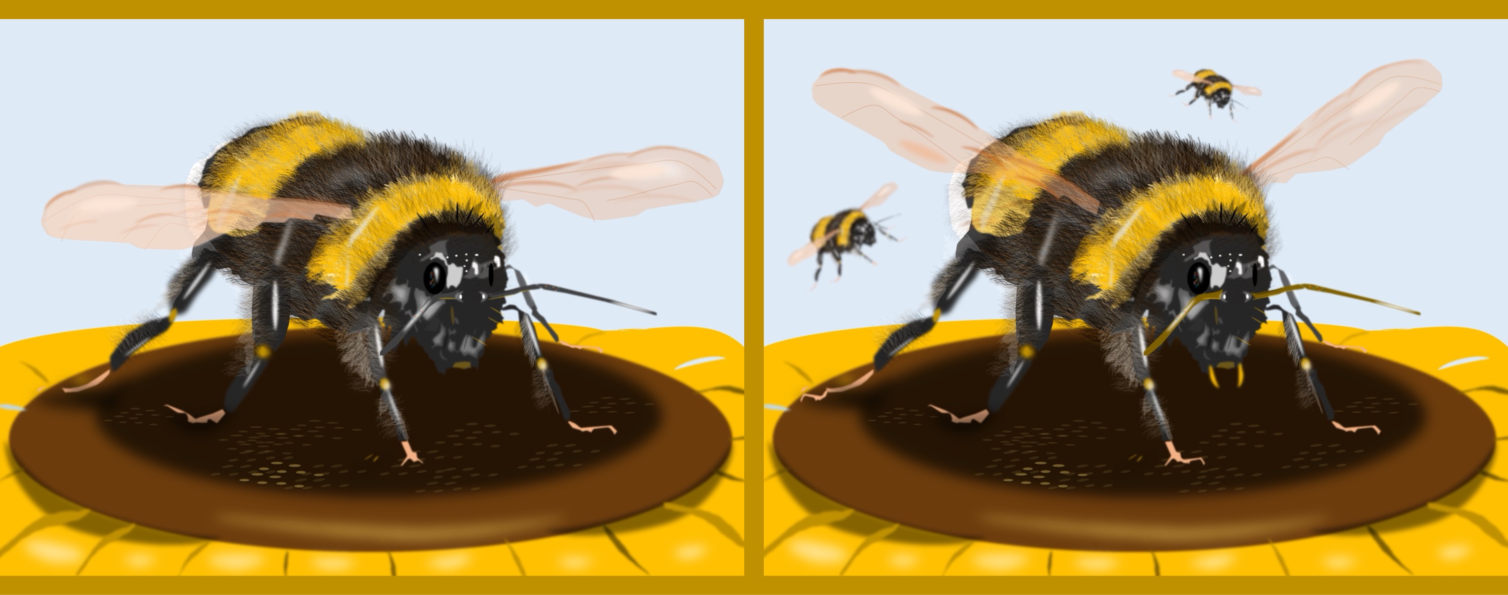 Hummel/bumblebee - Finde 10 Änderungen im rechten Bild. / Find 10 changes in the right picture.