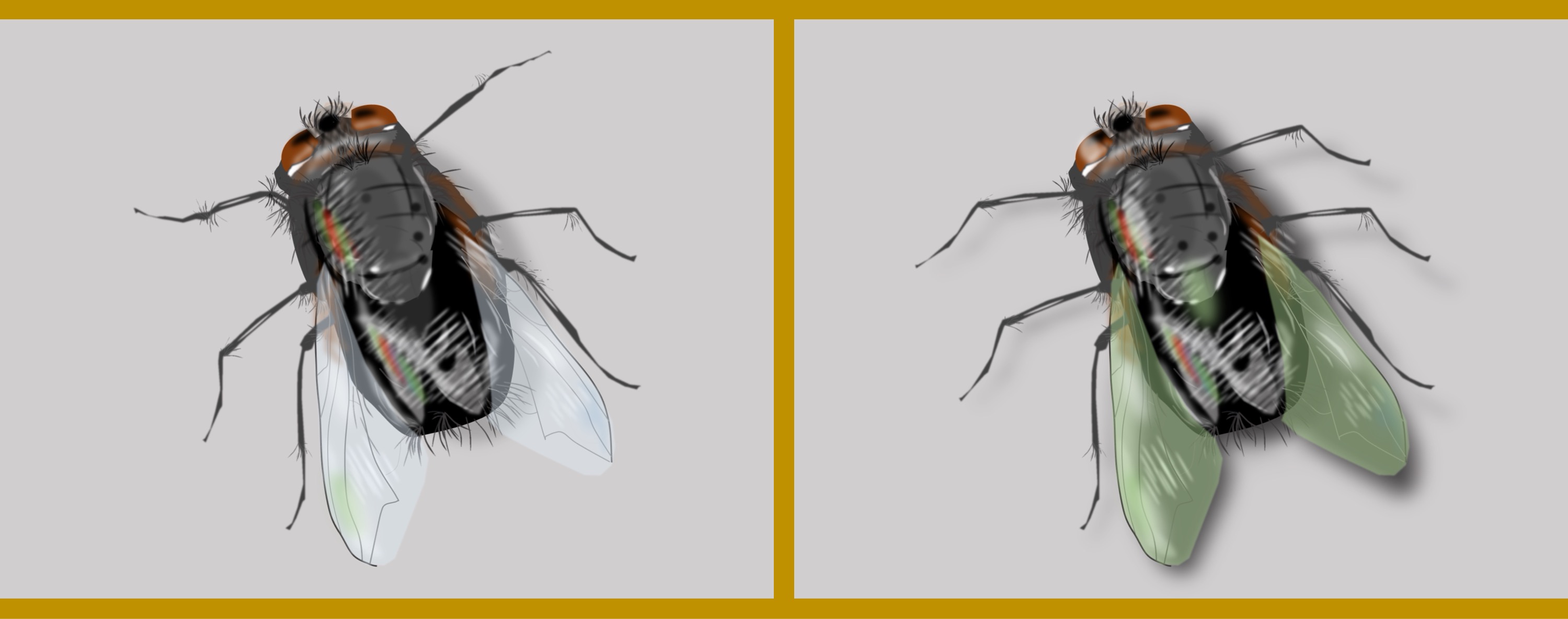 Fliege/fly - Finde 11 Änderungen im rechten Bild. (teilweise anspruchsvoll) / Find 11 changes in the right picture. (partly challenging)