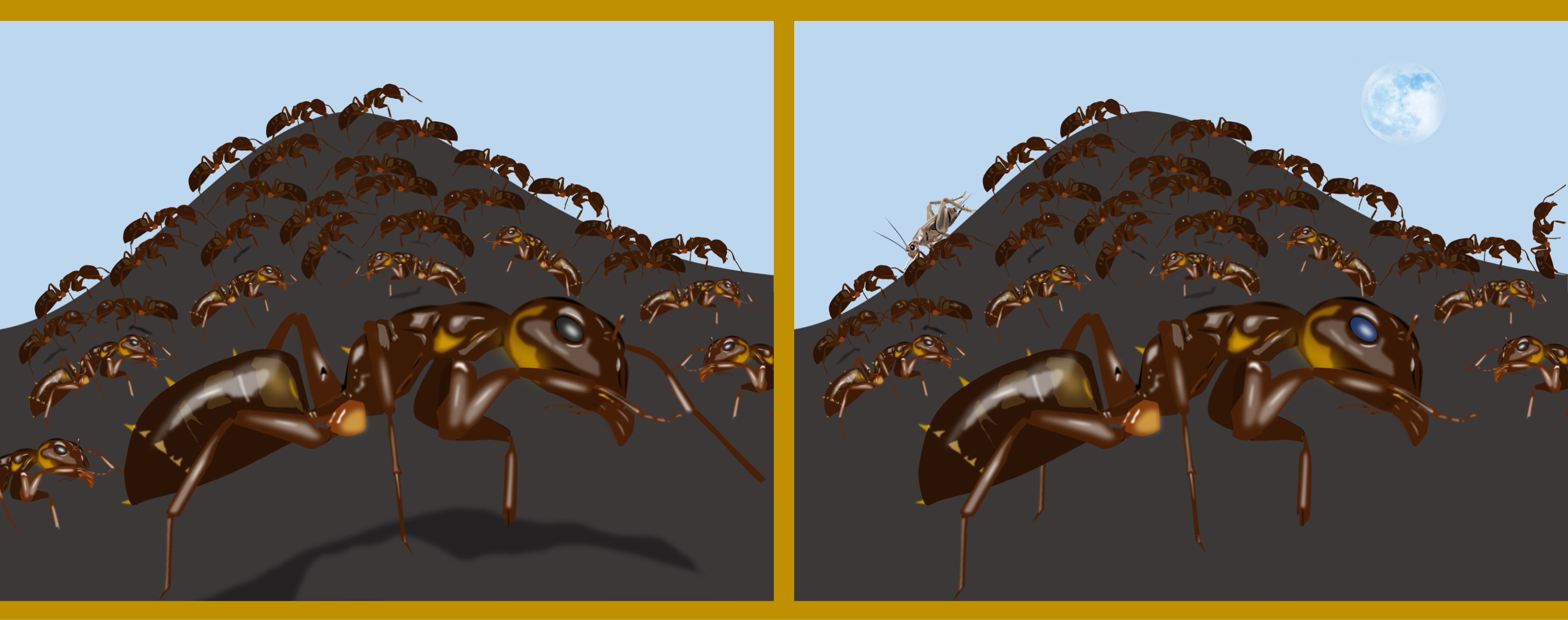 Ameisen/ants - Finde 10 Änderungen im rechten Bild. / Find 10 changes in the right picture.